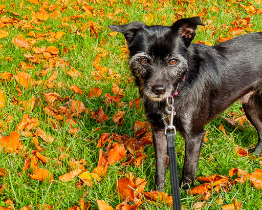 A small black terrier dog on a walk at Scotstounhill.