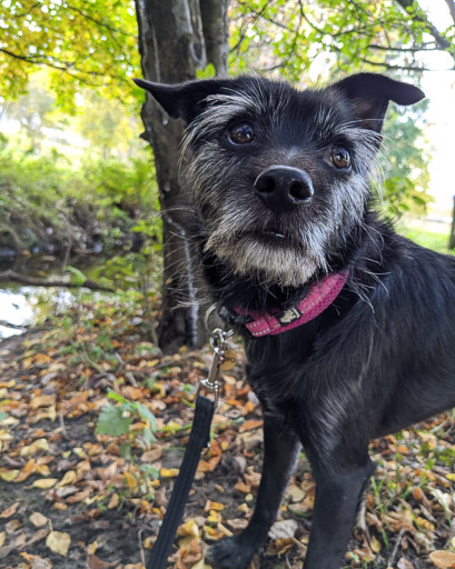 A small black terrier dog on a walk at Scotstounhill.