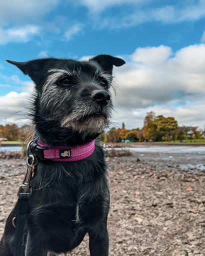 A small black terrier dog on a walk at Scotstounhill.