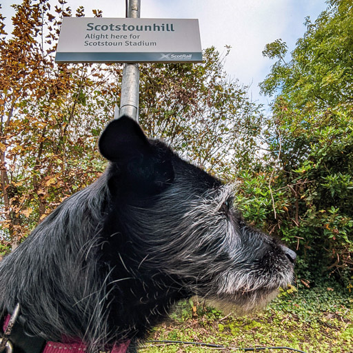 A small black terrier dog at Scotstounhill Station.