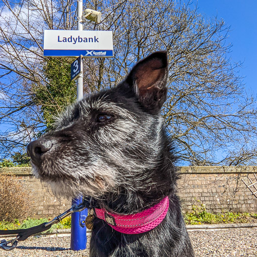 A small black terrier dog at Ladybank Station.