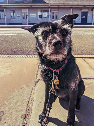 A small black terrier dog at Ladybank Station.