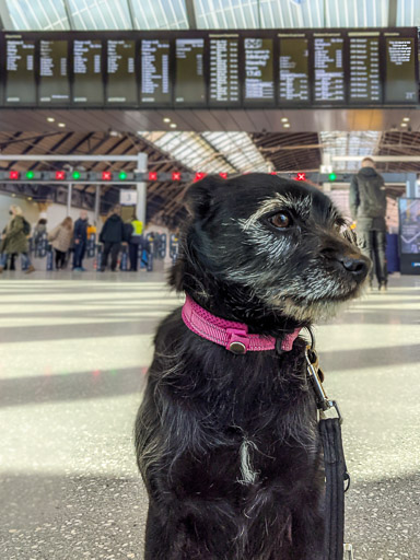 A small black terrier dog at Glasgow Queen Street Station.