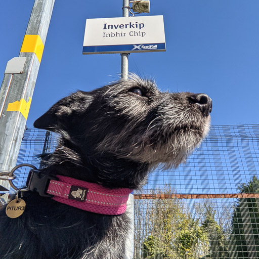 A small black terrier dog at Inverkip Station.