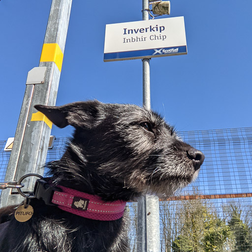 A small black terrier dog at Inverkip Station.