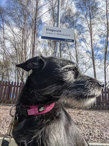 A small black terrier dog at Kingussie Station.