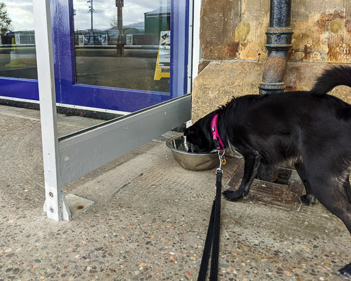 A small black terrier dog at Kingussie Station.