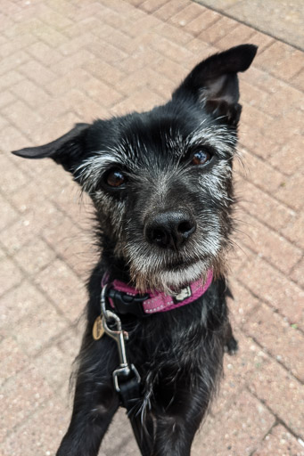 A small black terrier dog at Maryhill Station.