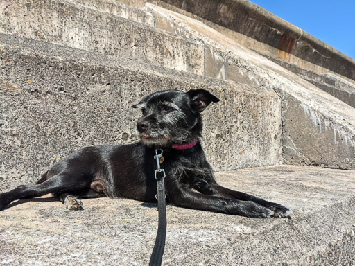 A small black terrier dog on a walk at Arbroath.