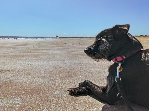 A small black terrier dog on a walk at Arbroath.