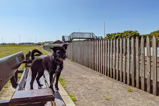 A small black terrier dog on a walk at Arbroath.