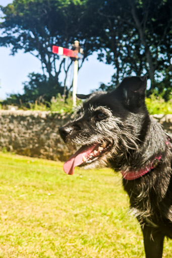 A small black terrier dog on a walk at Arbroath.