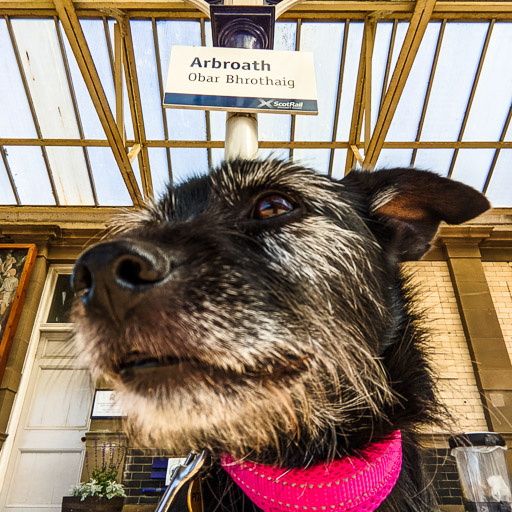 A small black terrier dog at Arbroath Station.