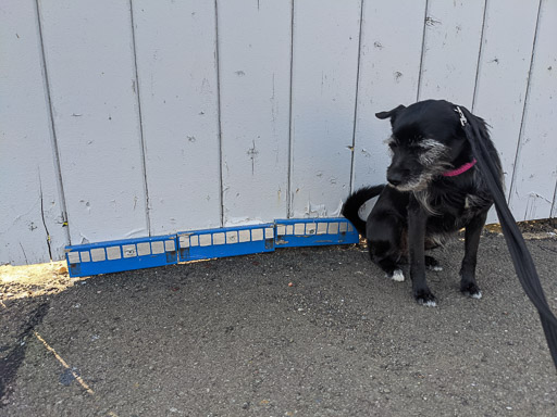 A small black terrier dog at Montrose Station.