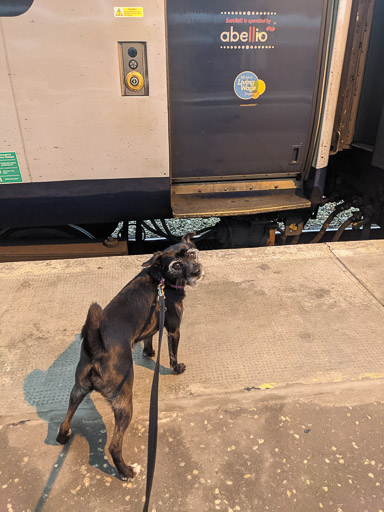 A small black terrier dog onboard HST000 at Aberdeen.