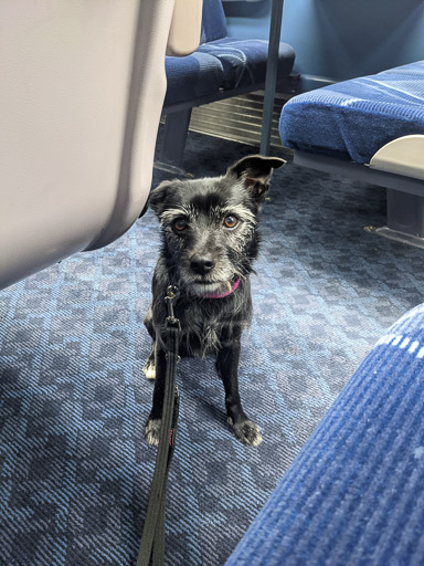 A small black terrier dog on a train between Aberdeen and Arbroath.