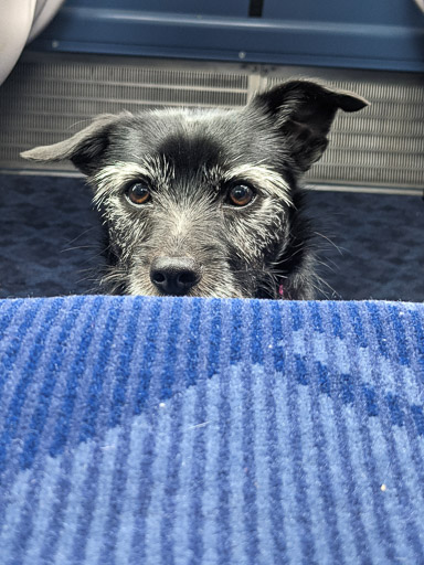 A small black terrier dog on a train between Aberdeen and Arbroath.