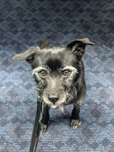 A small black terrier dog on a train between Aberdeen and Arbroath.