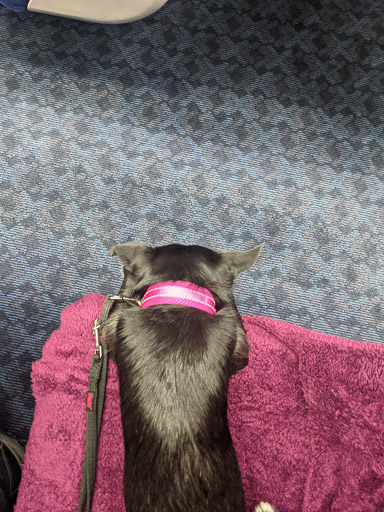 A small black terrier dog on a train between Aberdeen and Arbroath.