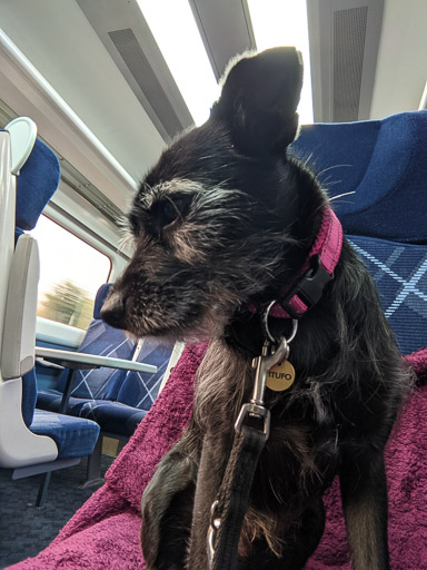 A small black terrier dog on a train between Aberdeen and Arbroath.