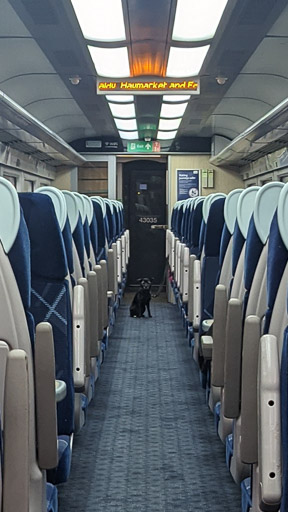 A small black terrier dog on a train between Aberdeen and Arbroath.