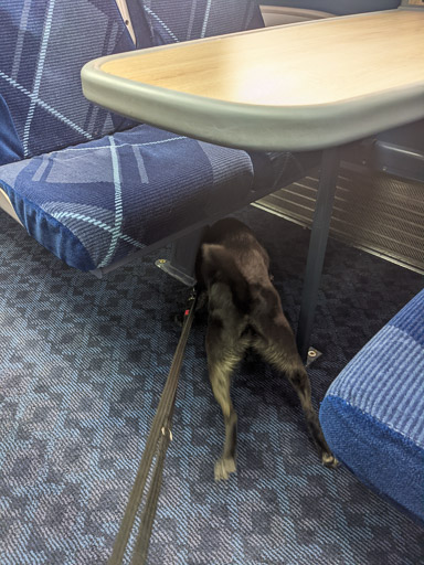 A small black terrier dog on a train between Aberdeen and Arbroath.