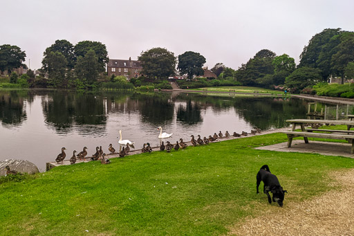 A small black terrier dog on a walk at Arbroath.