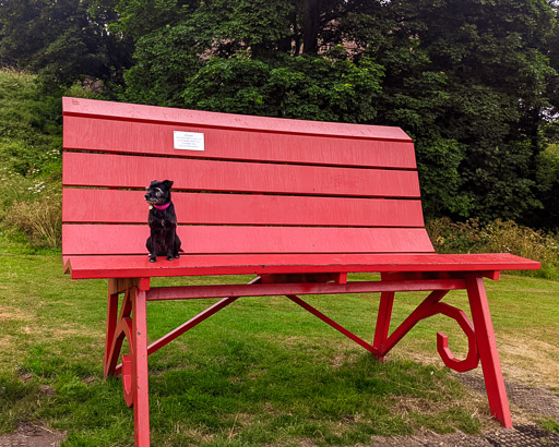 A small black terrier dog on a walk at Arbroath.