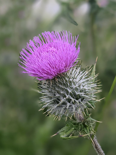 At Arbroath.