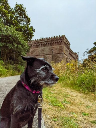 A small black terrier dog on a walk at Arbroath.