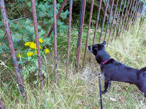 A small black terrier dog on a walk at Arbroath.