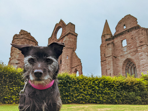 A small black terrier dog on a walk at Arbroath.