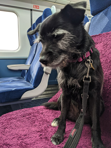 A small black terrier dog on a train between Arbroath and Edinburgh.