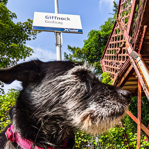 A small black terrier dog at Giffnock Station.