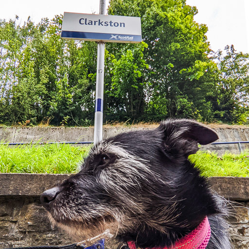 A small black terrier dog at Clarkston Station.