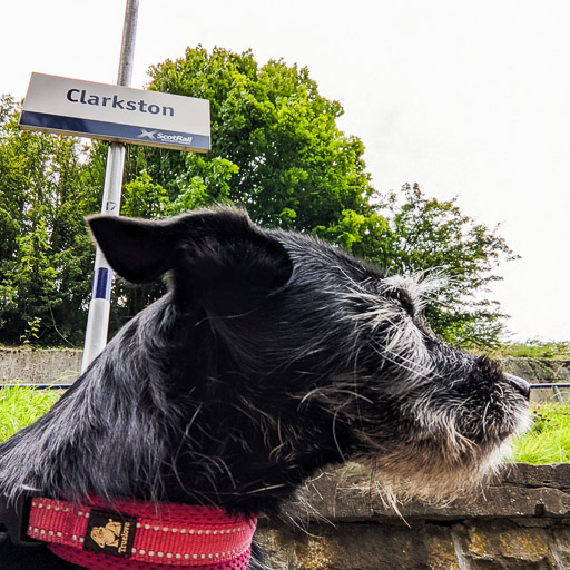 A small black terrier dog at Clarkston Station.