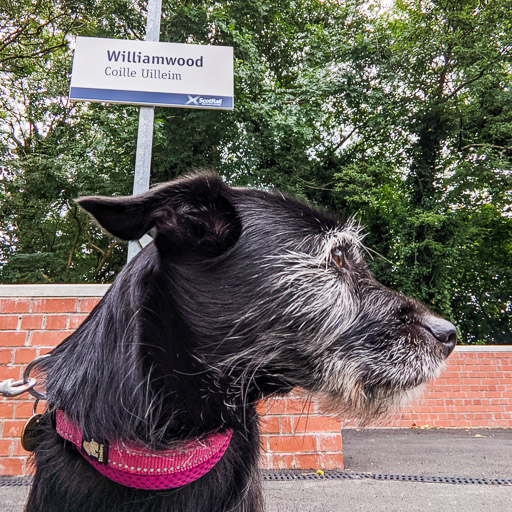 A small black terrier dog at Williamwood Station.