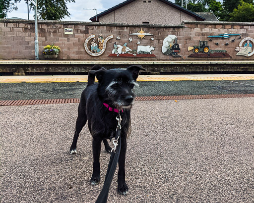 A small black terrier dog at Laurencekirk Station.