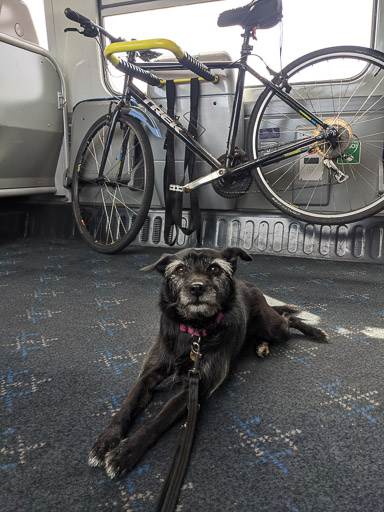 A small black terrier dog on a train between Laurencekirk and Aberdeen.