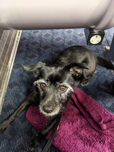 A small black terrier dog on a train between Aberdeen and Dundee.