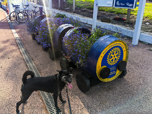 A small black terrier dog at Invergowrie Station.