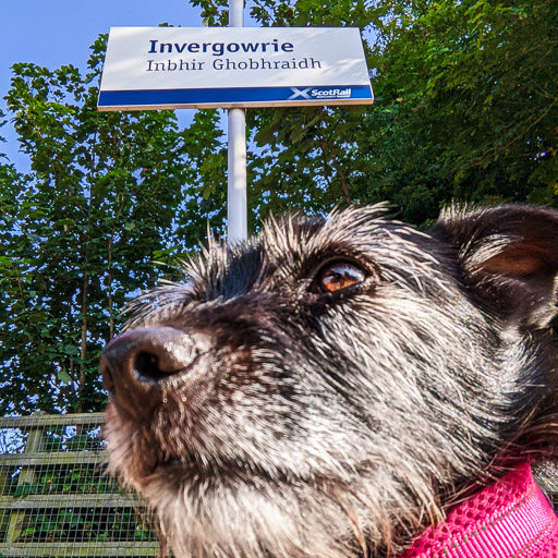 A small black terrier dog at Invergowrie Station.