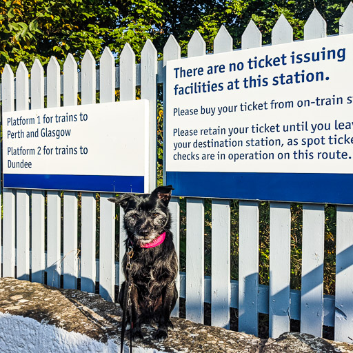 A small black terrier dog at Invergowrie Station.