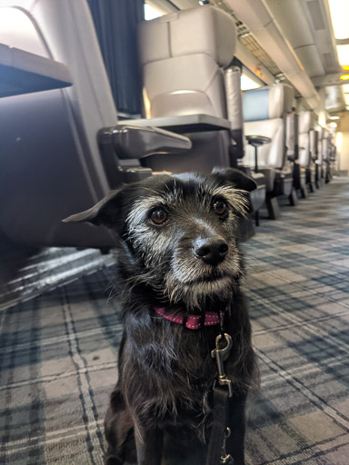 A small black terrier dog on a train between Invergowrie and Glasgow Queen Street.