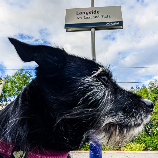 A small black terrier dog at Langside Station.