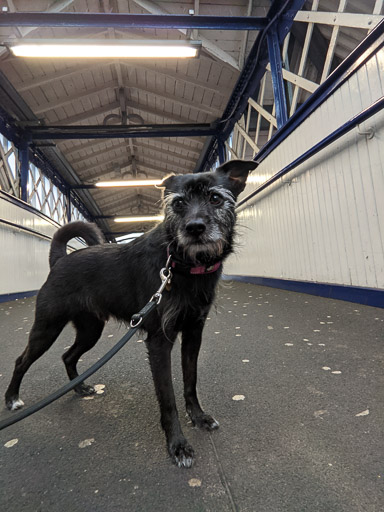 A small black terrier dog at Perth Station.