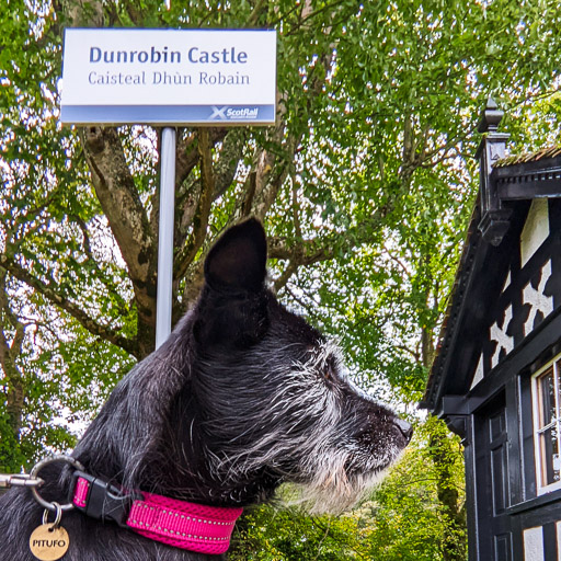 A small black terrier dog at Dunrobin Castle Station.