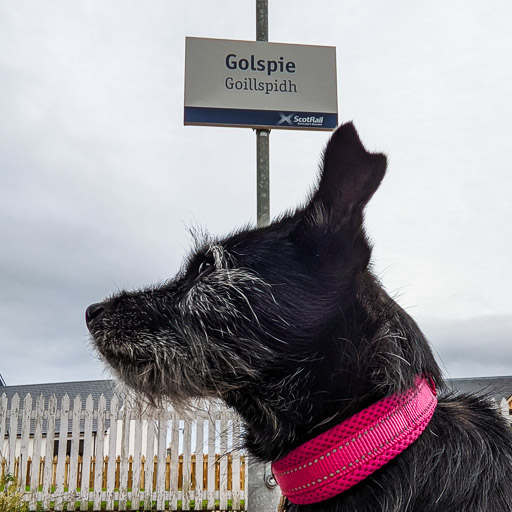 A small black terrier dog at Golspie Station.