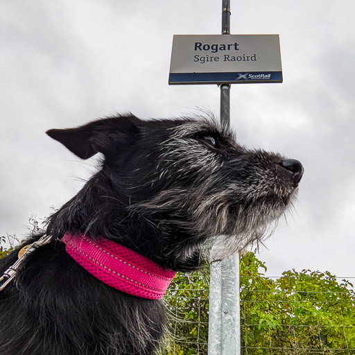 A small black terrier dog at Rogart Station.