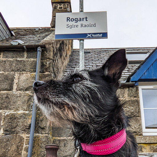 A small black terrier dog at Rogart Station.